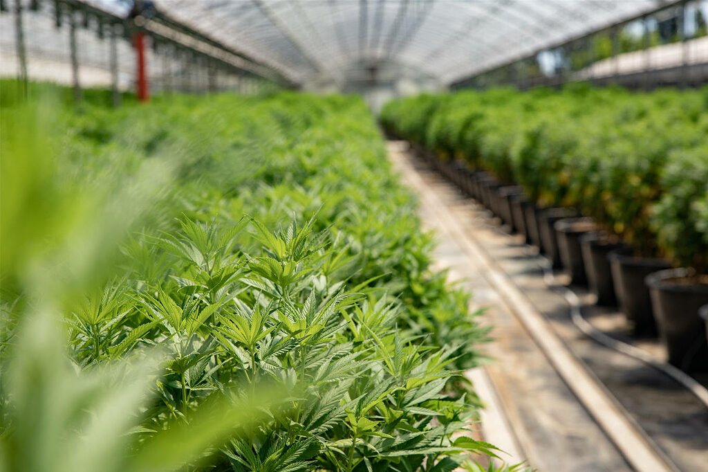 Nuestras flores de CBD de primera calidad, cultivadas en invernadero