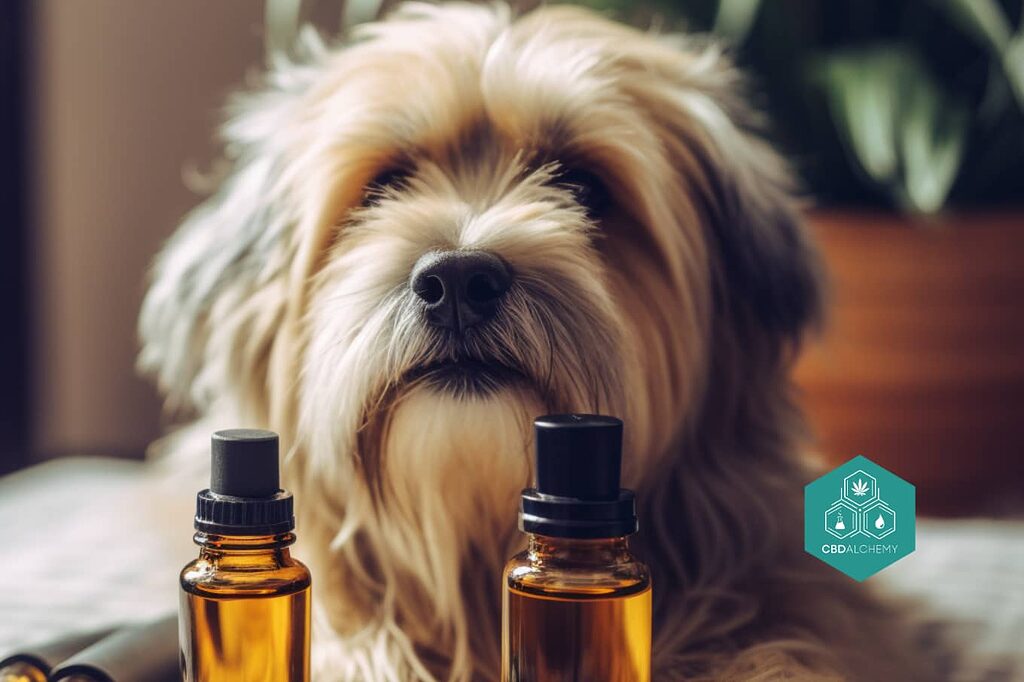 Cómo elegir el mejor aceite de CBD para su perro