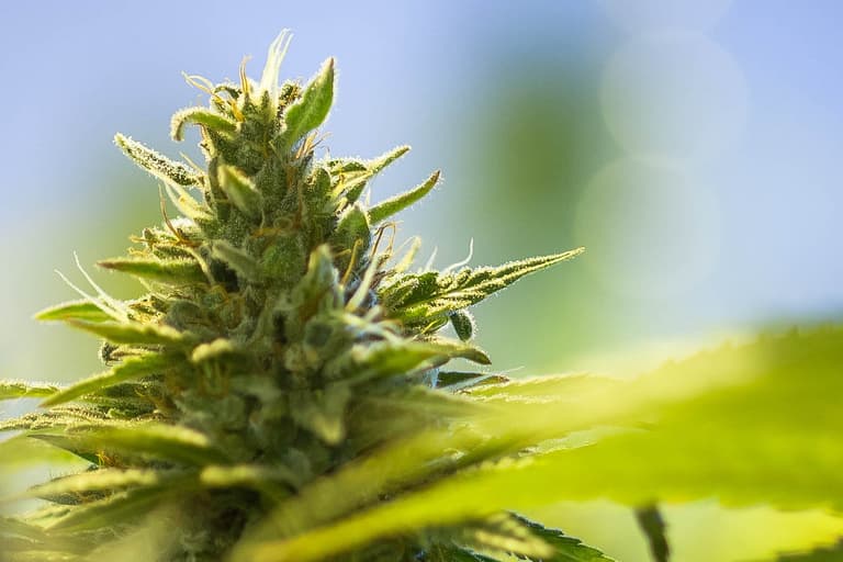 CBD Alchemy es la tienda con mayor satisfacción del cliente