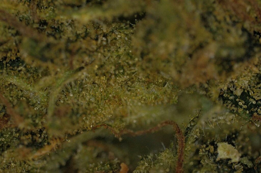 Microscopic Universe: Where trichomes shine like stars in the cosmos of a marijuana bud