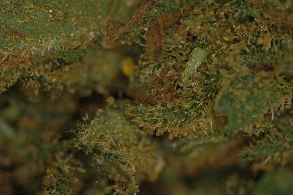 The Art of Resin: Glistening trichomes, capturing the magic and mystery of cannabis.