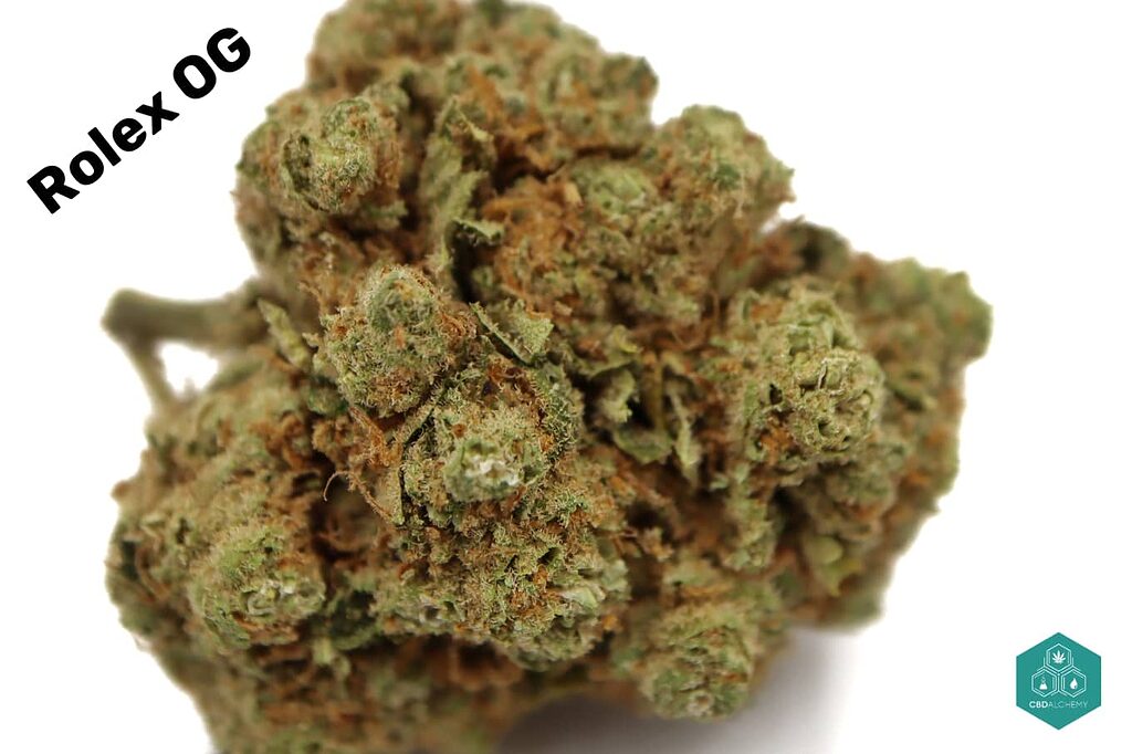 Rolex OG Kush CBD: Elegance and potency united in a perfect bud.