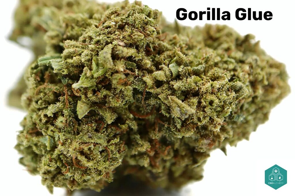 Gorilla Glue CBD: The strength and stickiness of marijuana at its best.