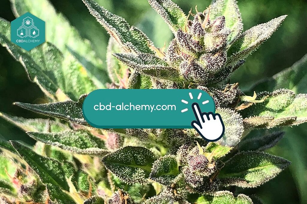 Your favorite hemp buds are just a click away from being added to your cart.