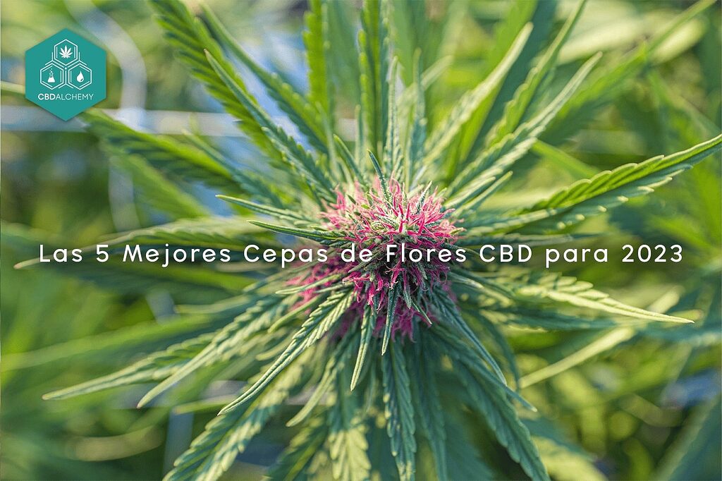 Top 5 CBD Flower Strains for 2023: Blueberry, Cookies and More.