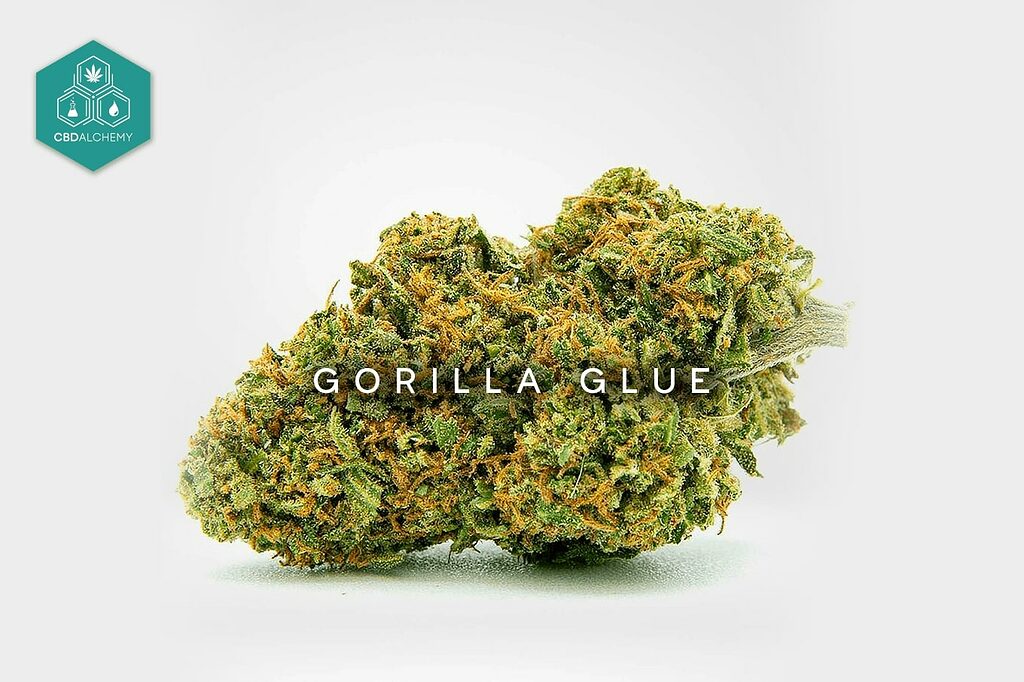 Gorilla Glue