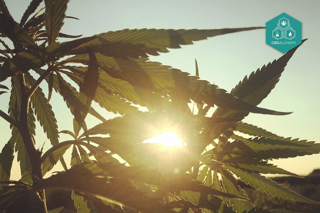 Frequently Asked Questions about CBD Flowers: Everything You Need to Know.