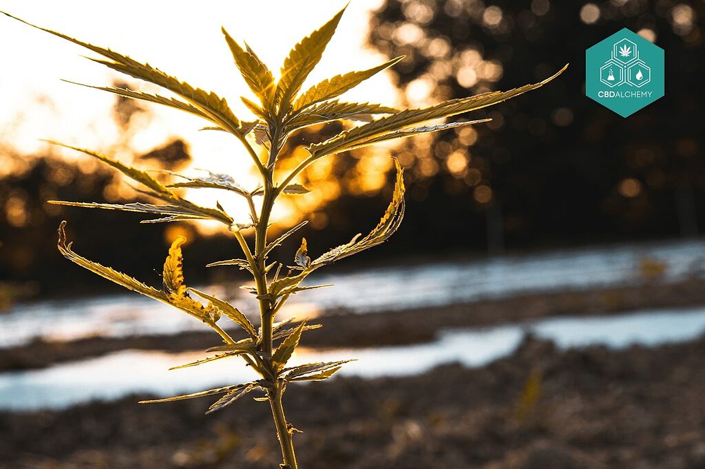 Selection and Quality in CBD Flowers: Guaranteeing the Best Experience.