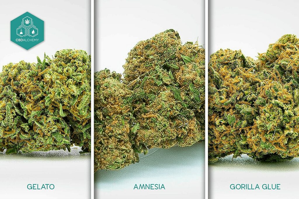 Popular Hemp Flower Strains: From Gorilla Glue to Gelato.
