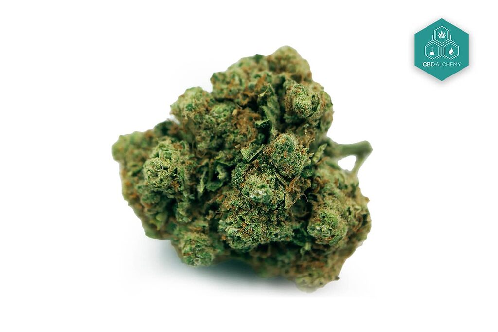 Rolex OG Kush CBD Flowers: Elegance and potency come together in this strain, where every bud tells a story of quality.