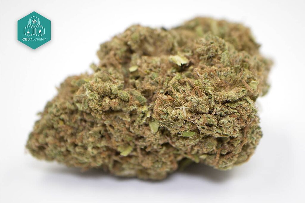 Obi-Wan CBD Flowers: Elegance and potency in balance, for a deeply therapeutic indica experience. 