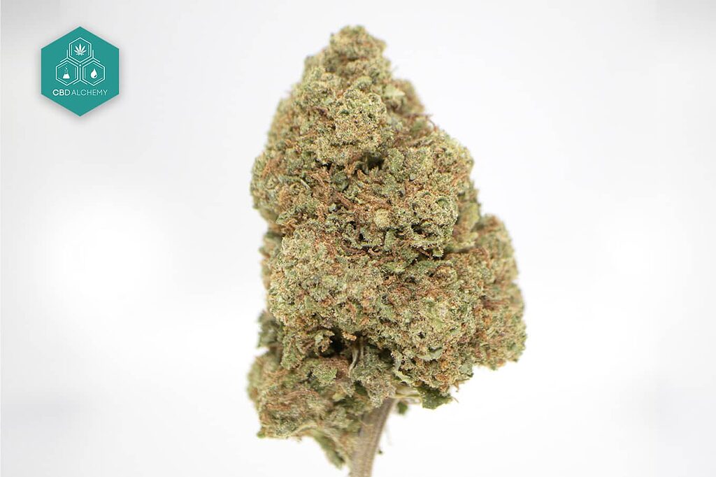 Gelato CBD Flowers: Taste the Italian dessert in flower form, a perfect balance between flavor and calm.