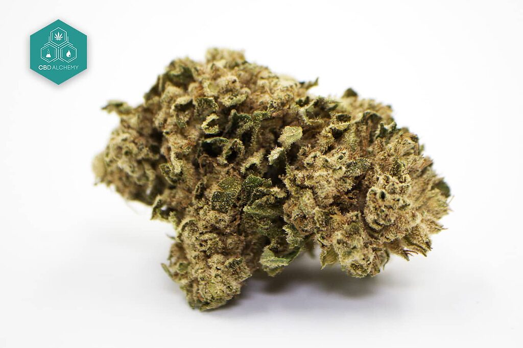 CBG Haze CBD Flowers: Innovation and energy in every bud, a stimulating journey towards well-being. 