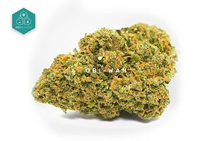 Encuentra potencia y elegancia en Obi-Wan Flores CBD, cogollos de cbd con un aroma terroso y cítrico, cultivados bajo estrictos controles de calidad para asegurar un alto contenido en CBD.