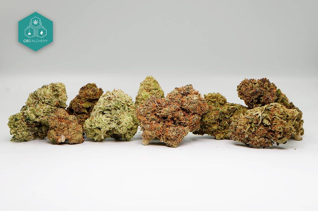 CBD flowers: nature's gift for your wellness