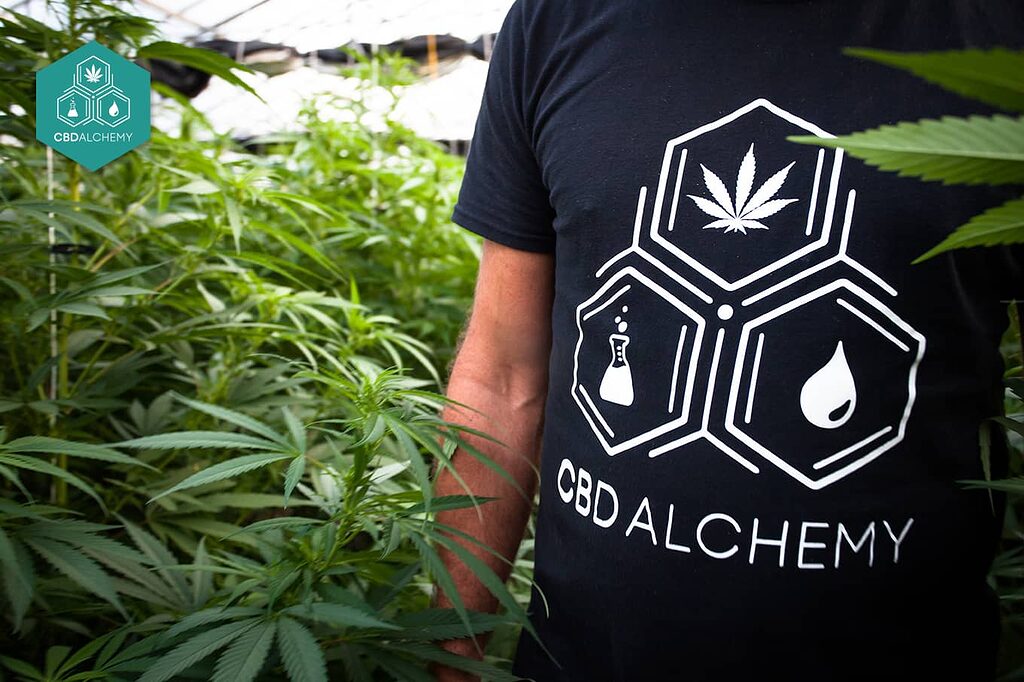 Discover CBD flowers with relaxing effects, perfect for stress relief.