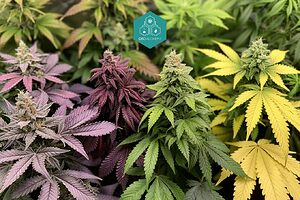 Variedad de flores de cáñamo CBD