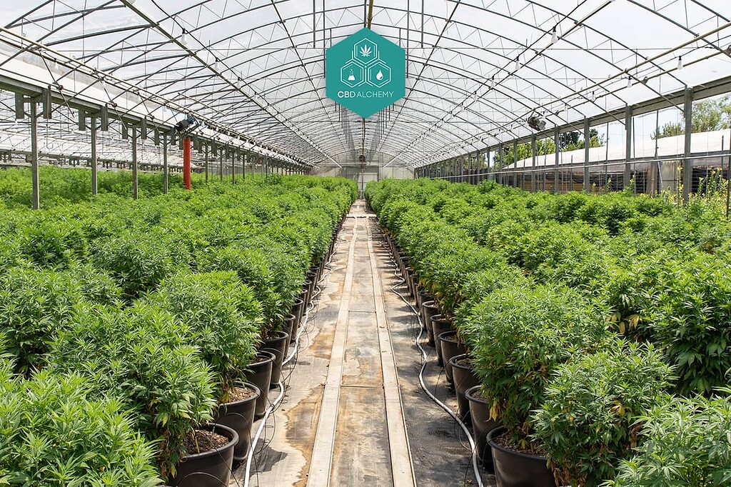 Cultiva tu propio bienestar con cogollos de flores CBD de interior: control total desde la semilla hasta la cosecha.