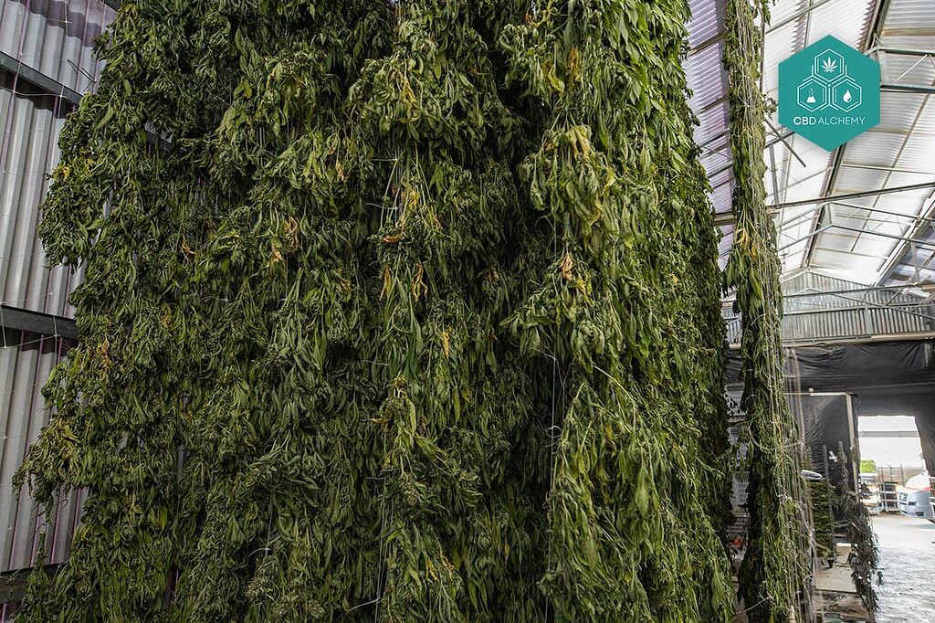 Consulta con profesionales para un consumo responsable y adaptado de nuestros cogollos de interior.