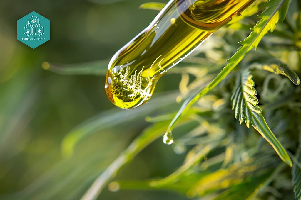 Terpenes, the essence of the plant that boosts your CBD experience in our cbd shop.