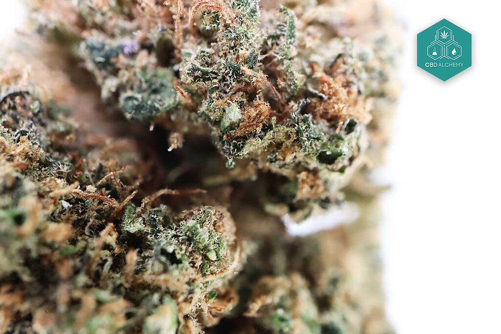 Marijuana strains: Indicas for deep relaxation.