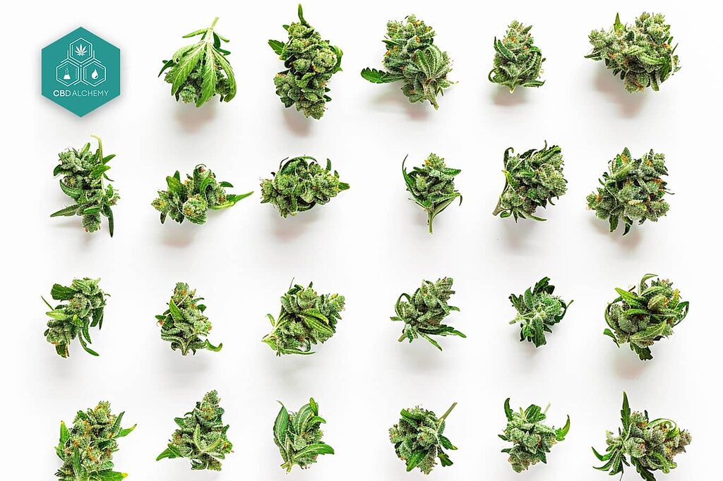 Cannabis photos for your creative projects.