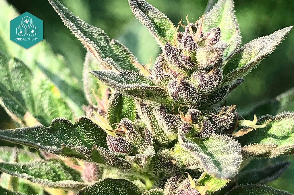 Marijuana stock photos: quality assured.