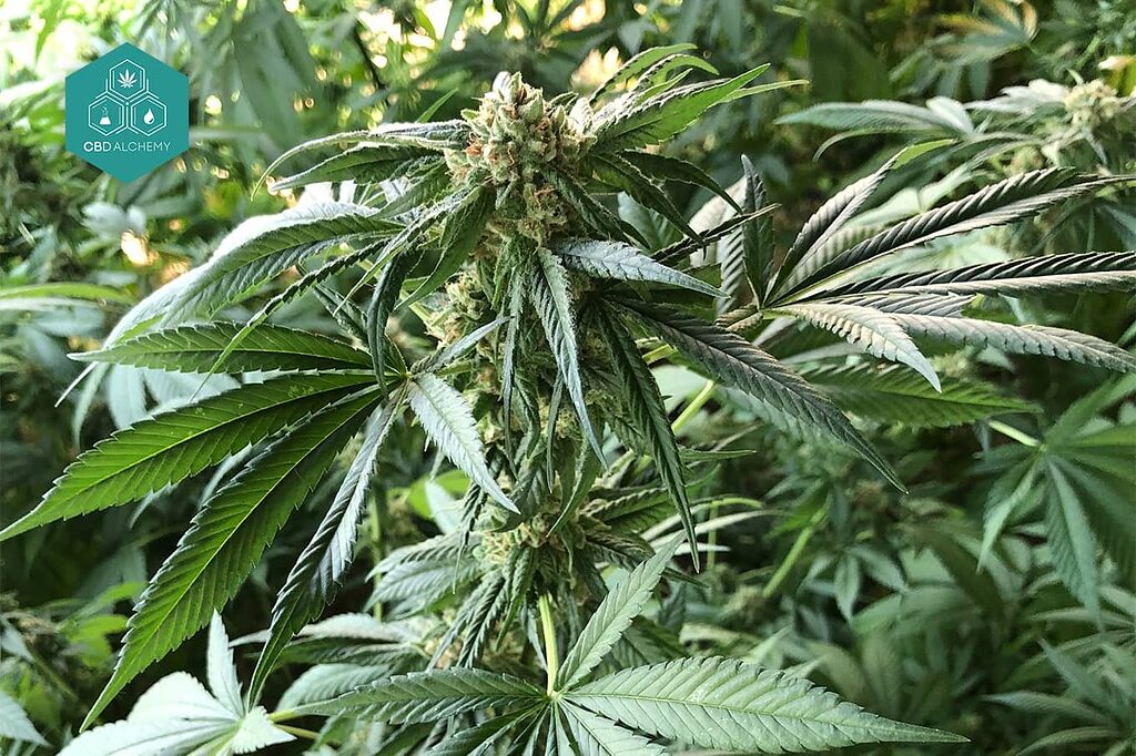 Weed images: high resolution guaranteed.