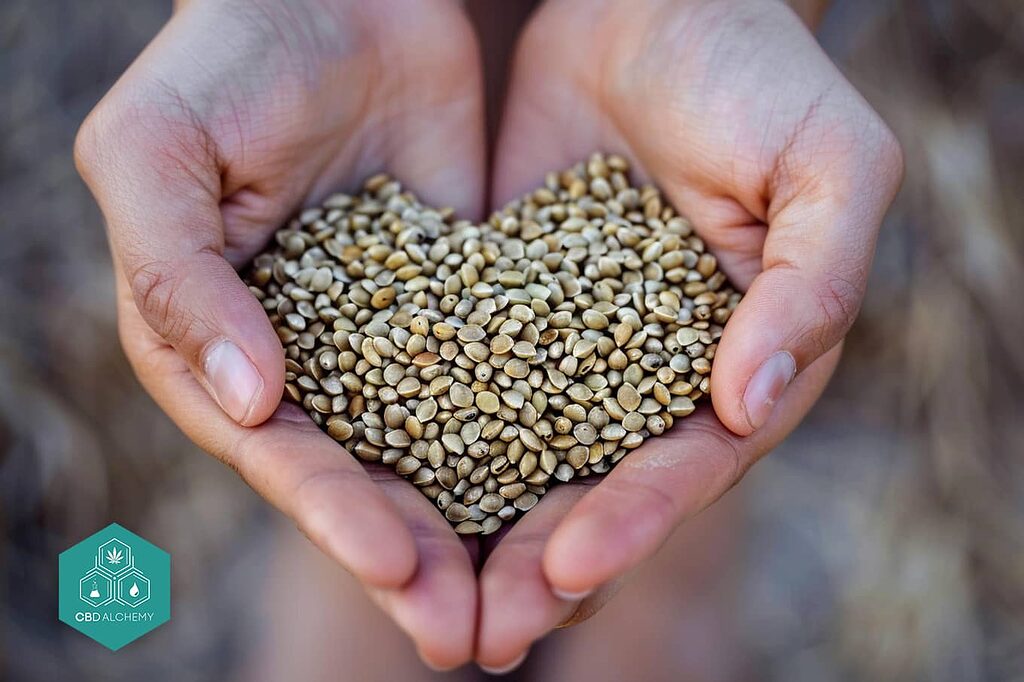 Hemp and omega 3: heart-healthy fatty acids.