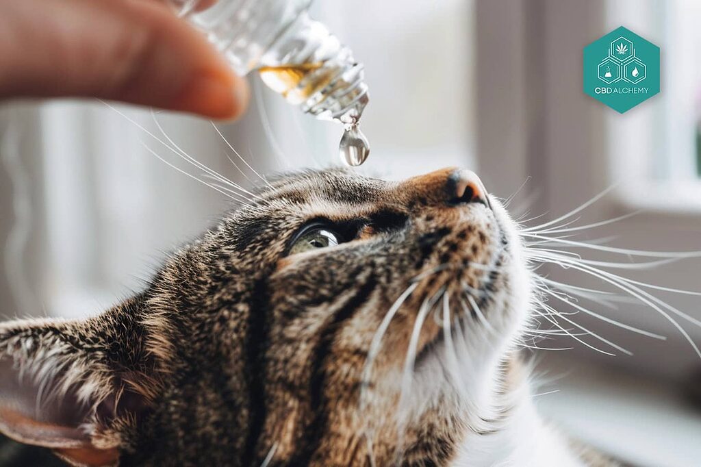 CBD for dogs and cats: wellness for all pets.