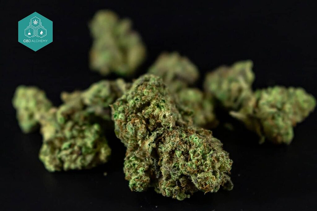 Cosecha de marihuana: Consejos para obtener los mejores cogollos.