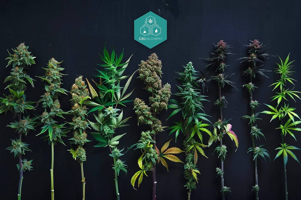 Fleurs de CBD : qualité et pureté garanties.