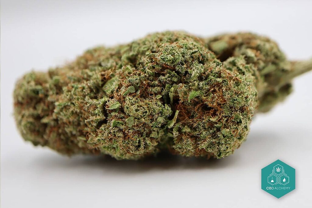 Explore the properties of CBD Kush flowers.