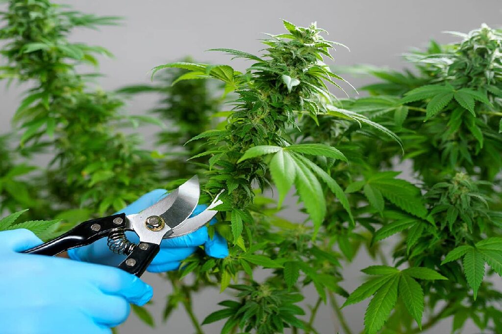 Pruning techniques to increase indoor cannabis yields.