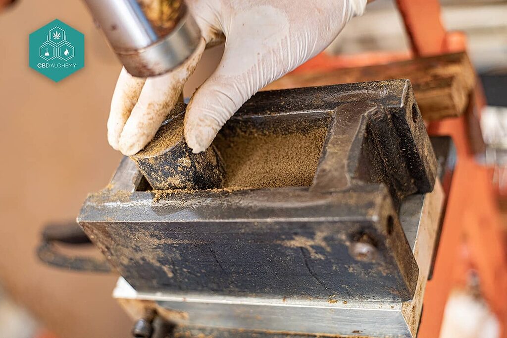 Modern methods of CBD hashish production, combining advanced technology and artisanal expertise.