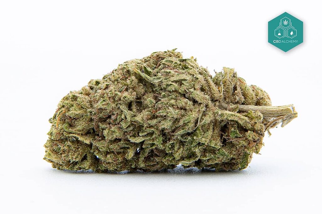 Popular Kush strains: OG Kush, Bubba Kush and Purple Kush side by side.