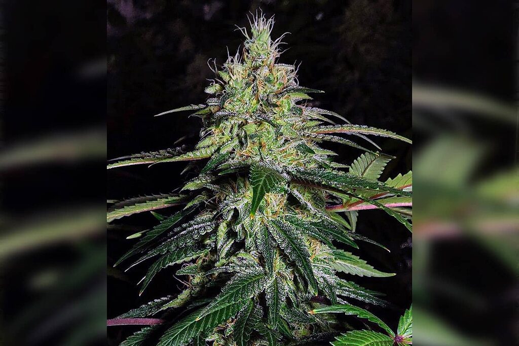 A Cannabis Kush plant