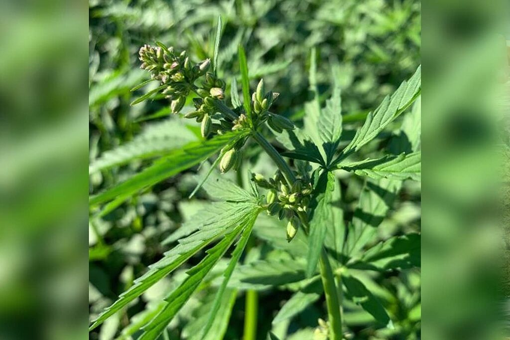 Selective pollination process to create new Kush varieties.