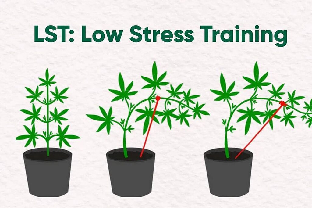 LST training techniques applied to Kush plants to increase yield.