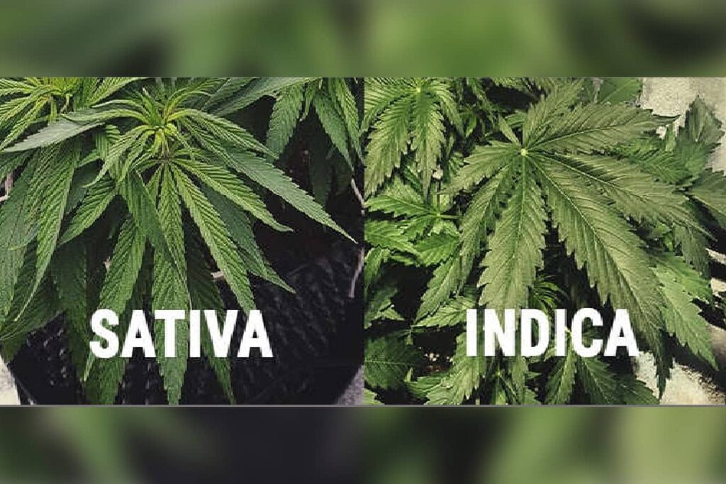 Visual comparison between Indica Kush and Sativa Kush showing morphological differences.