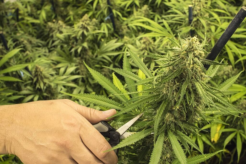 Pruning techniques to maximize bud production in Kush.