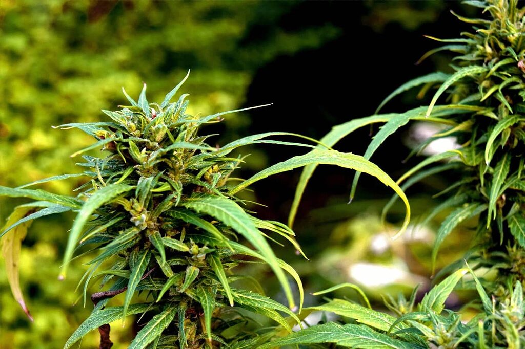 Breeding process to stabilize desired characteristics in Kush.