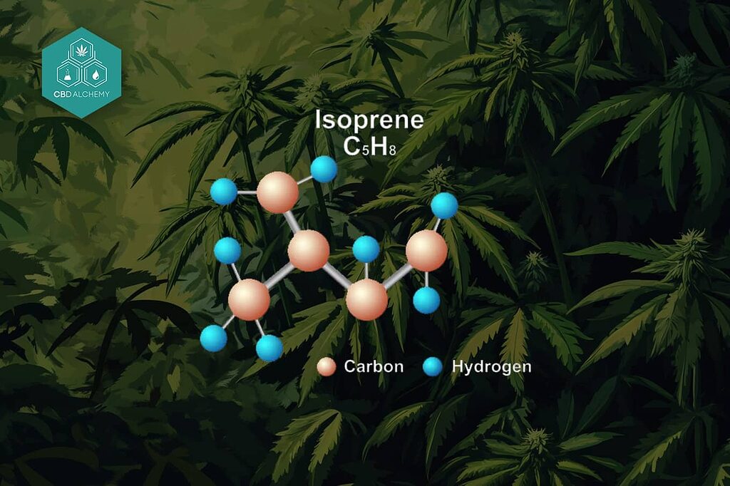 Basic molecular structure of isoprene: the fundamental unit of all terpenes.