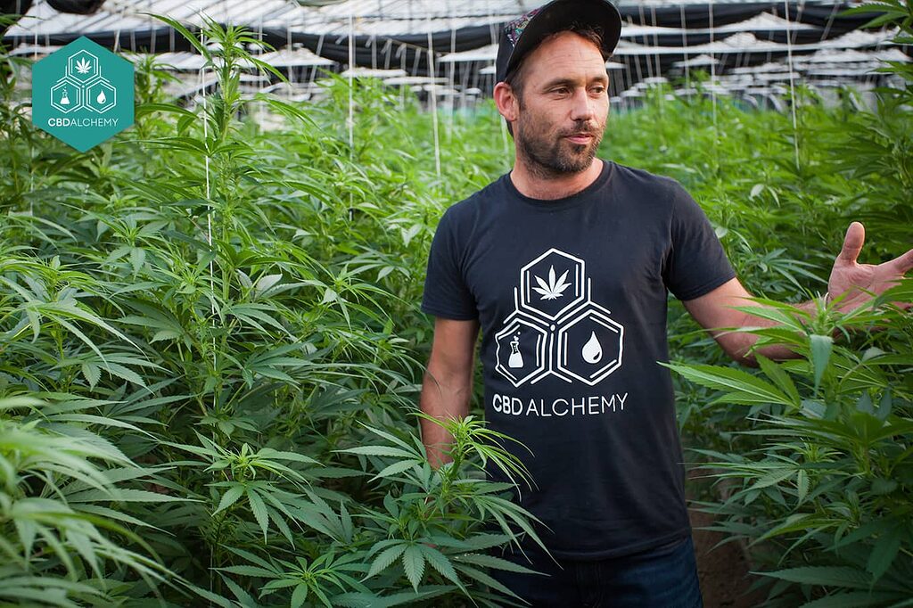 Partner with CBD Alchemy to grow your business.