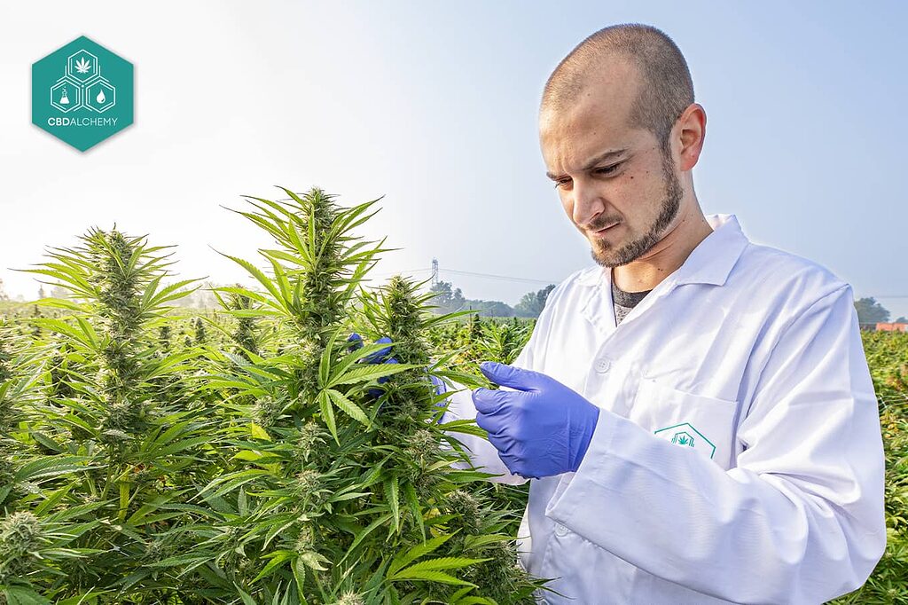 CBD flower quality control.