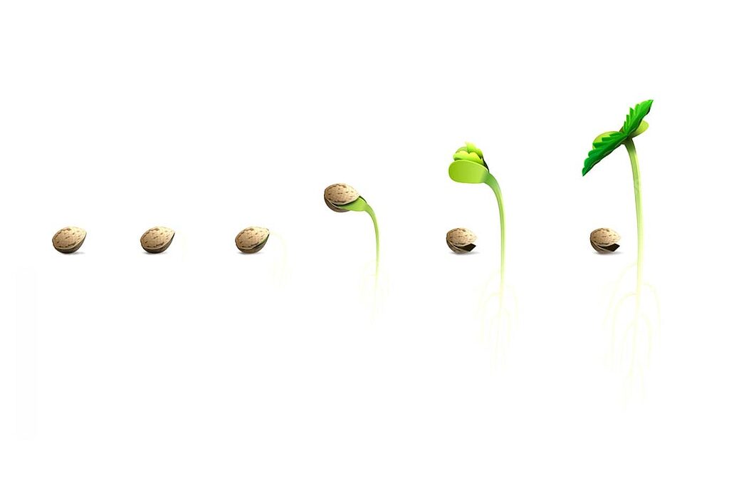 Germinazione dei semi di marijuana, illustrata passo dopo passo.