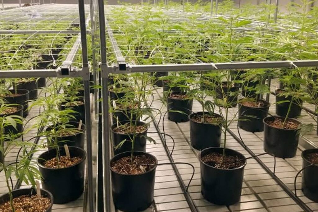 Controllori automatici per l'irrigazione, semplificano la cura della sua coltura.