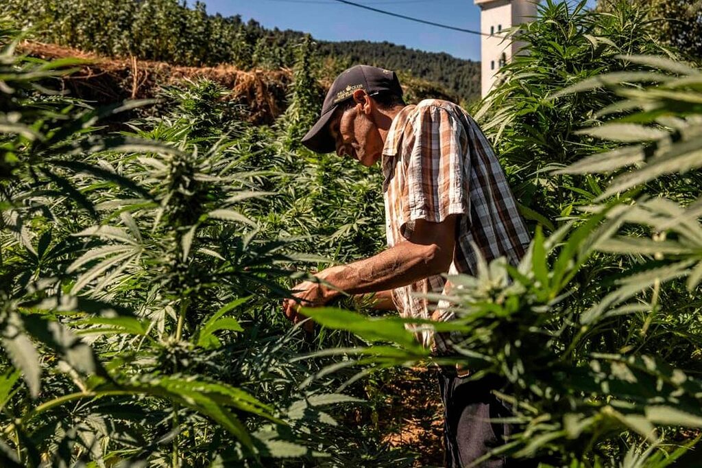 Tourists exploring the cannabis fields of Ketama.