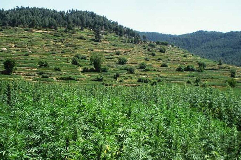 Cannabis fields in the mountains of Ketama, an aspect of tourism in the region.