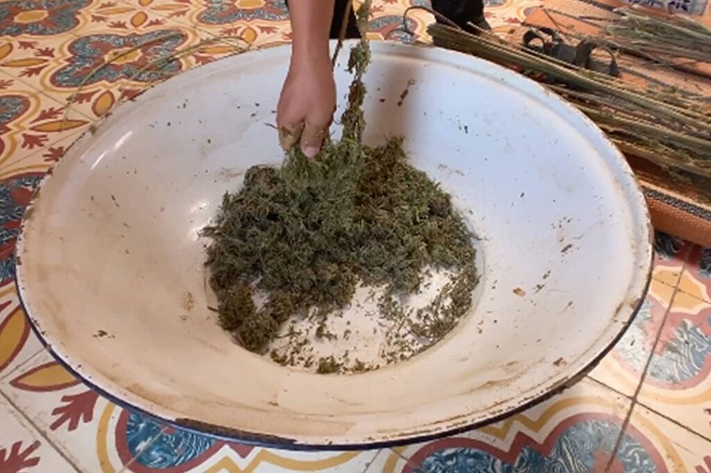 Traditional process of hashish making in Ketama.